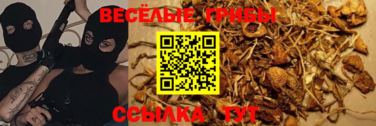 Галлюциногенные грибы Psilocybine cubensis Тайшет